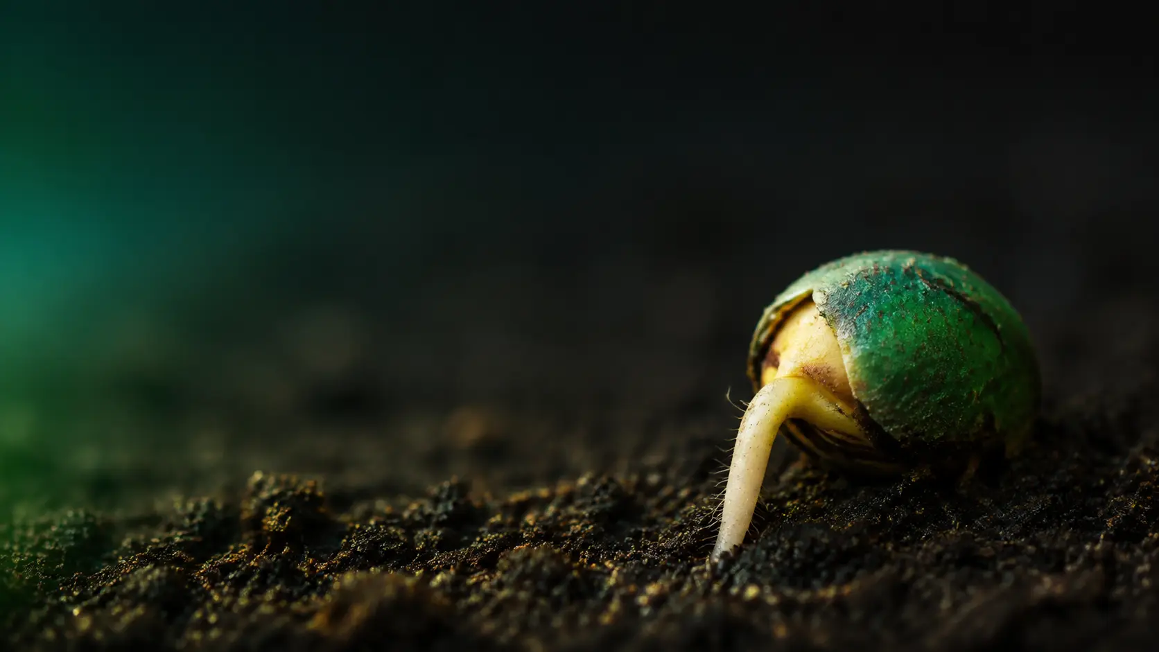 Semente germinando representando a comparação de posicionamento entre PLAMAX e PLAMAX Ultra Seeds