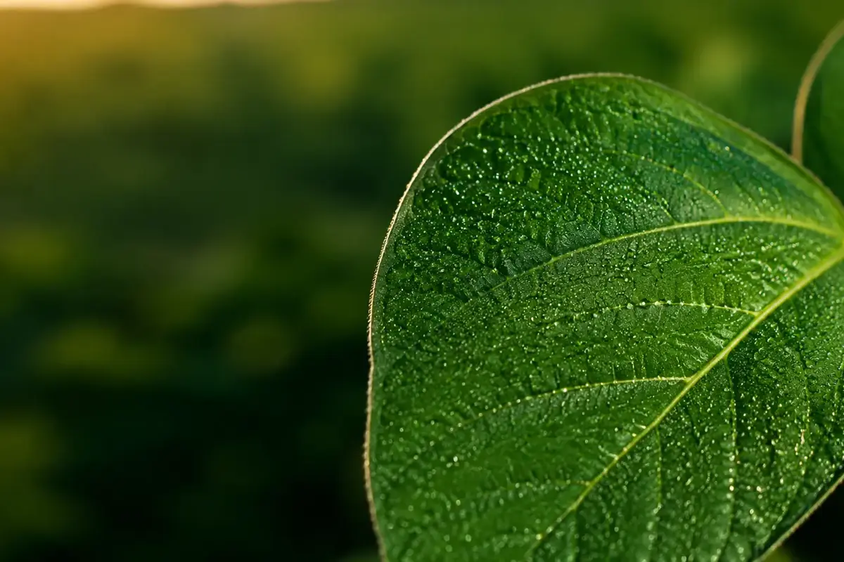Gotas sobre superfície foliar representando tensão, espalhamento e deposição
