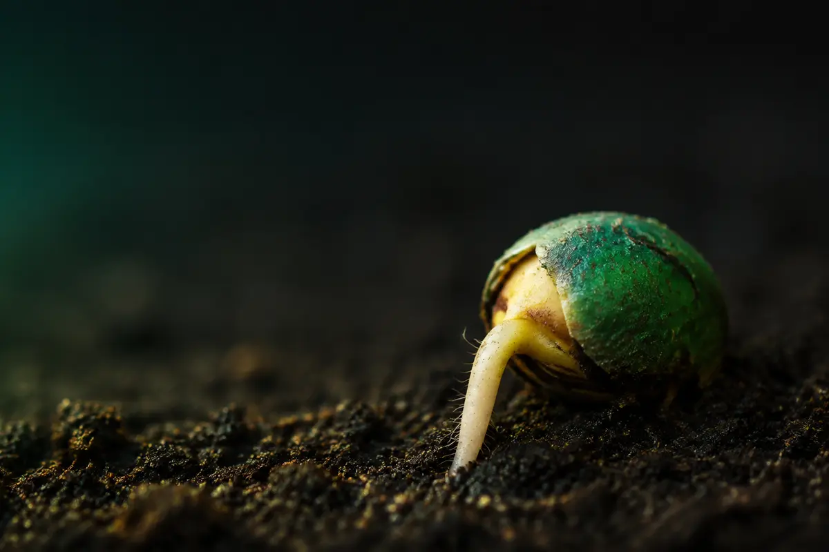 Semente tratada no início da germinação em solo fértil